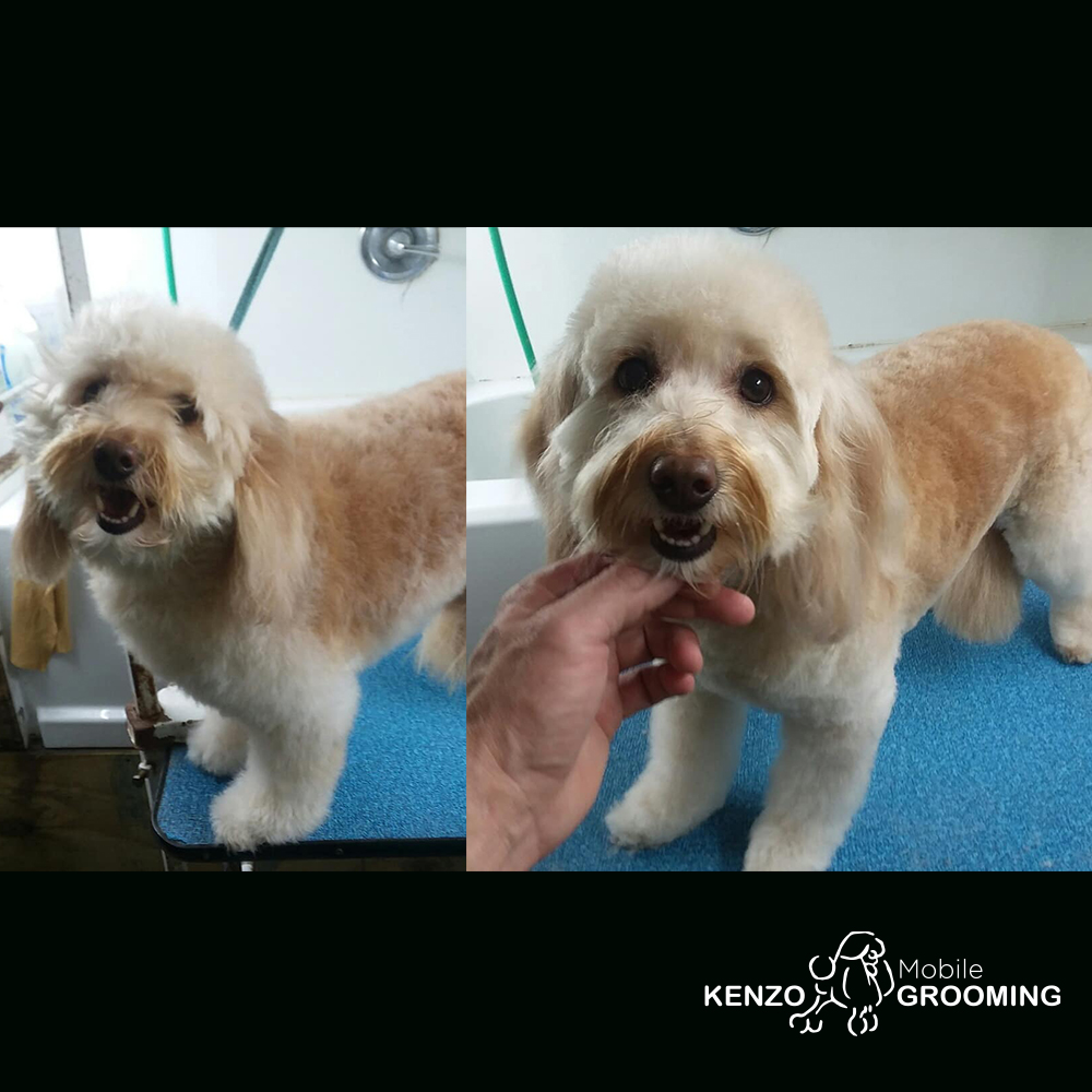 Gallery Kenzo Mobile Grooming